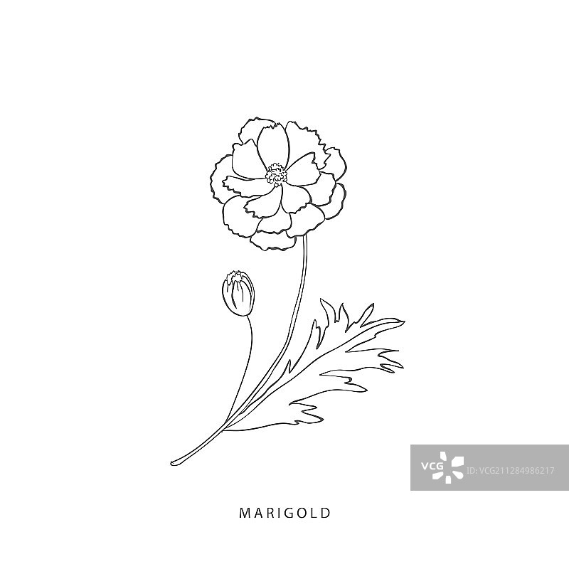 绿色植物设计元素植物标志图片素材