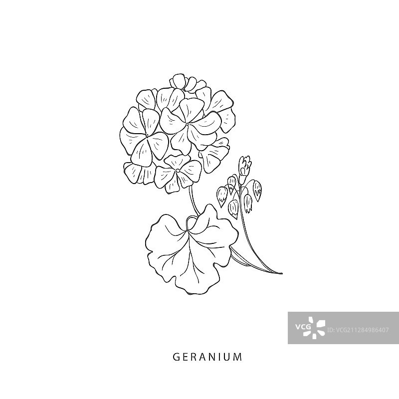 绿色植物设计元素植物标志图片素材