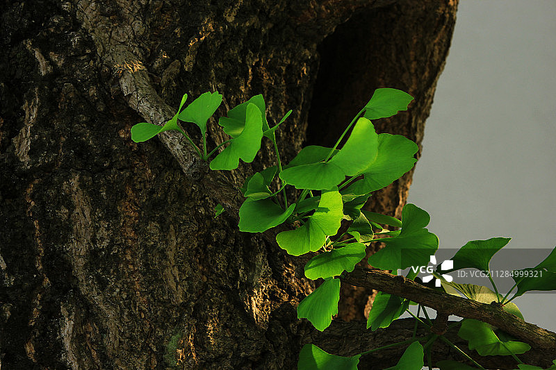 银杏树 绿叶图片素材