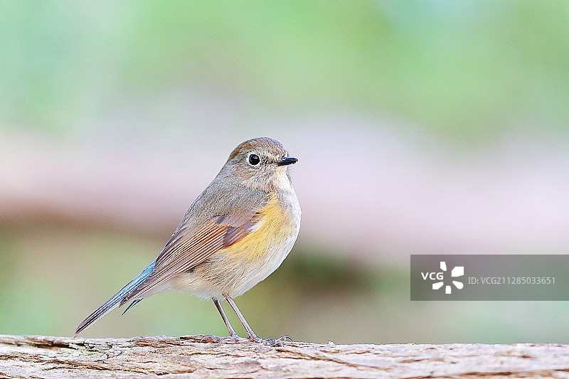 红胁蓝尾鸲图片素材