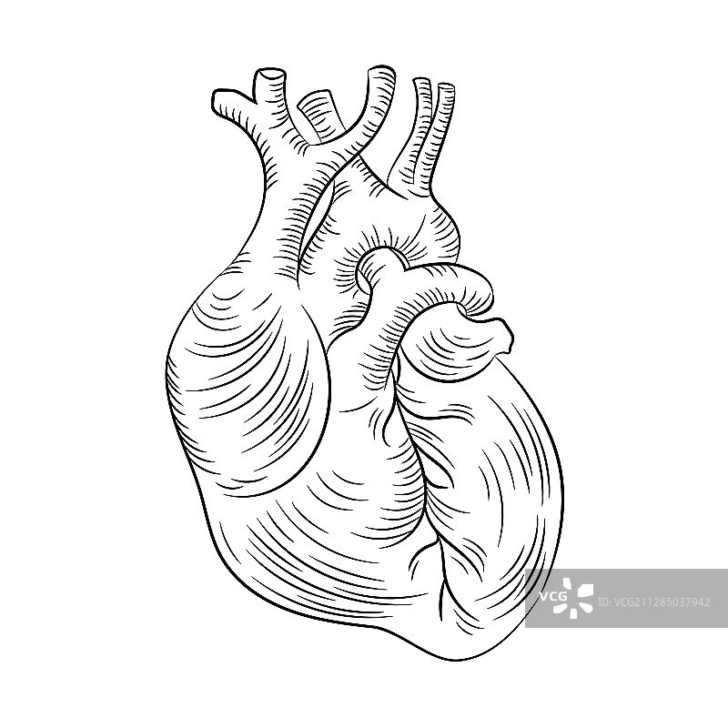 解剖心脏结构医学教育图图片素材