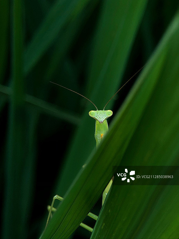 躲猫猫图片素材