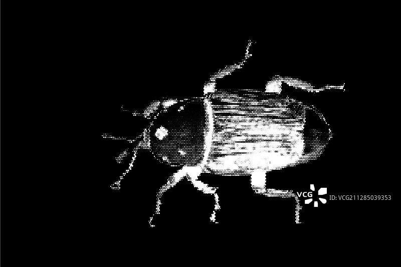 黑色背景下的象鼻虫图片素材