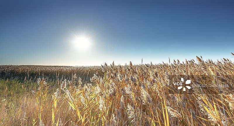 芦苇日出图片素材
