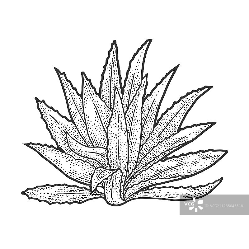 龙舌兰植物素描图片素材