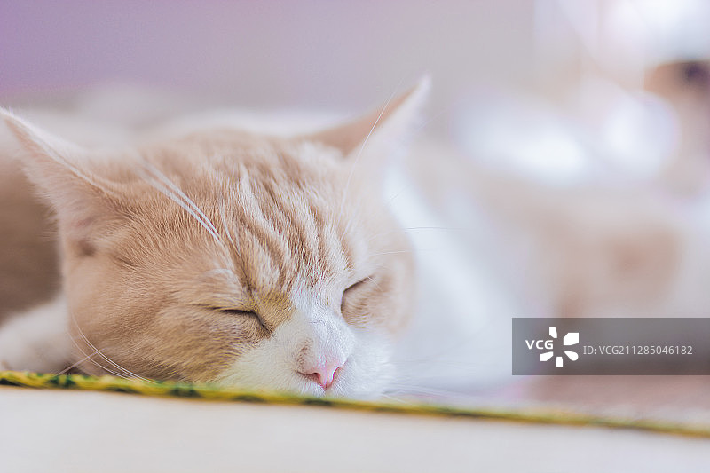 睡觉的猫图片素材