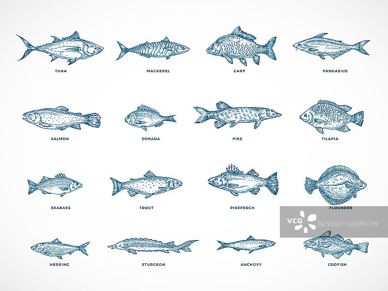 手绘海洋、河流鱼类图片素材