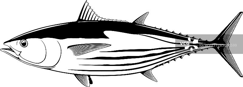 鲣鱼黑白插画图片素材