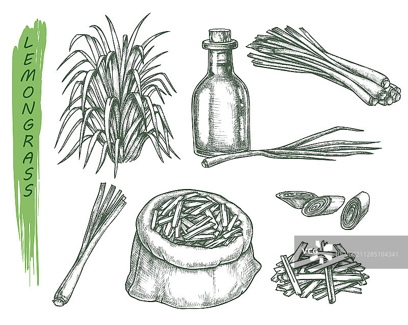 柠檬草植物分离素描集图片素材