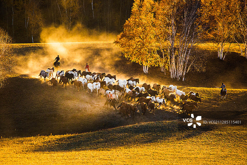 内蒙古坝上万马奔腾图片素材