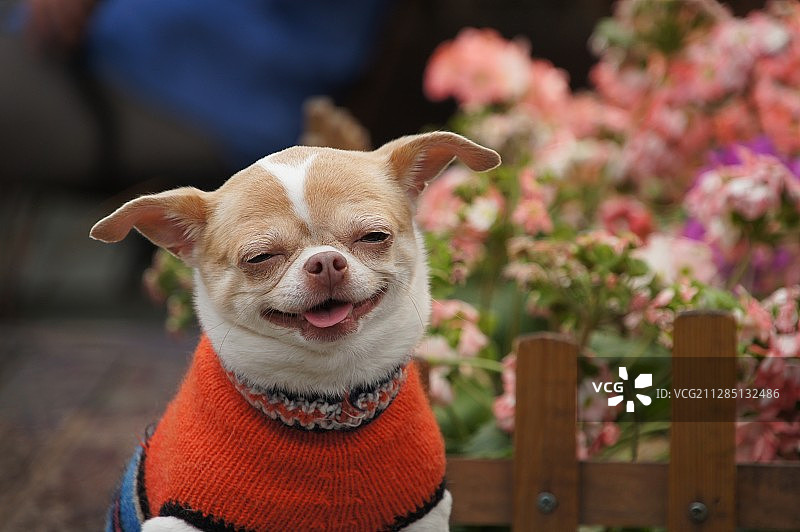 可爱的狗仔图片素材