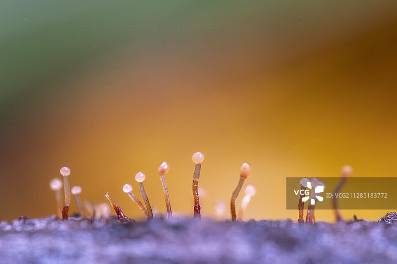 万物生长_黏菌图片素材