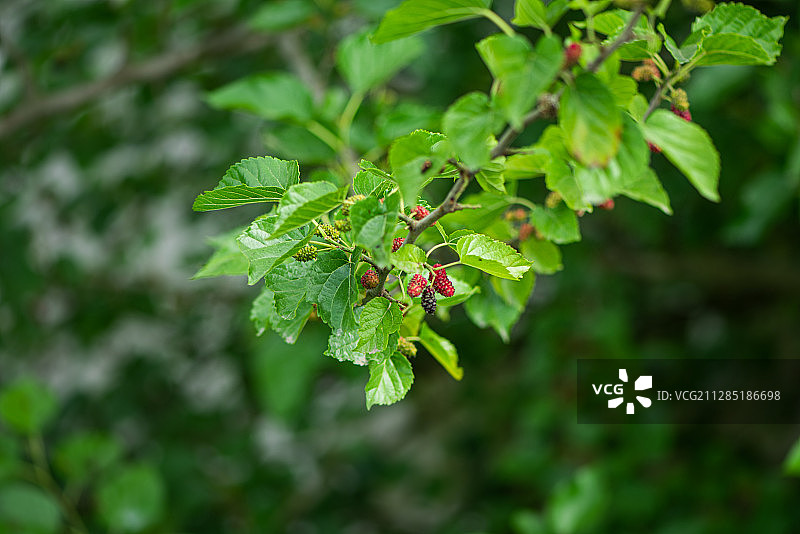 树上成熟的桑葚图片素材