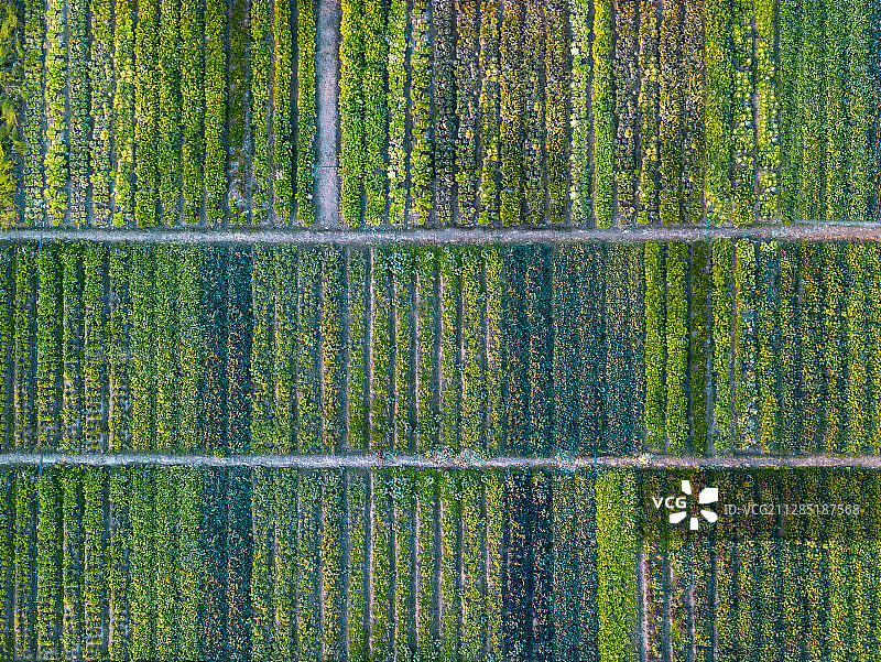 航拍整齐的菜园种植地图片素材