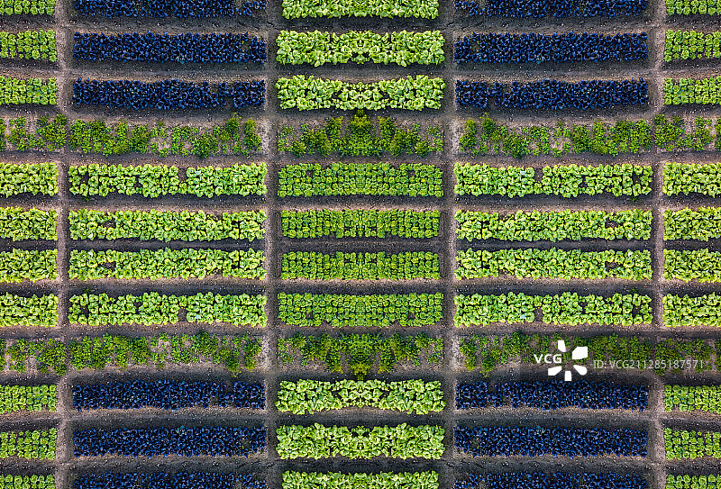 航拍整齐的菜园种植地图片素材
