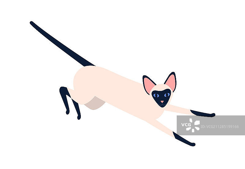 家养异国情调暹罗宠物扁平图标图片素材