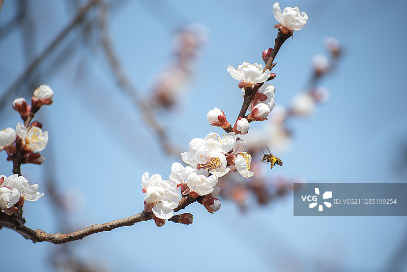 盛开的杏花图片素材