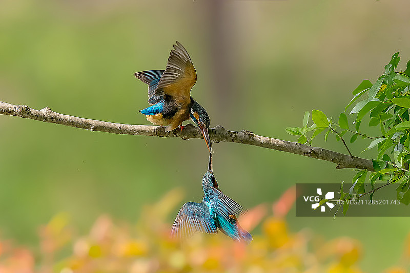 小翠的春天图片素材