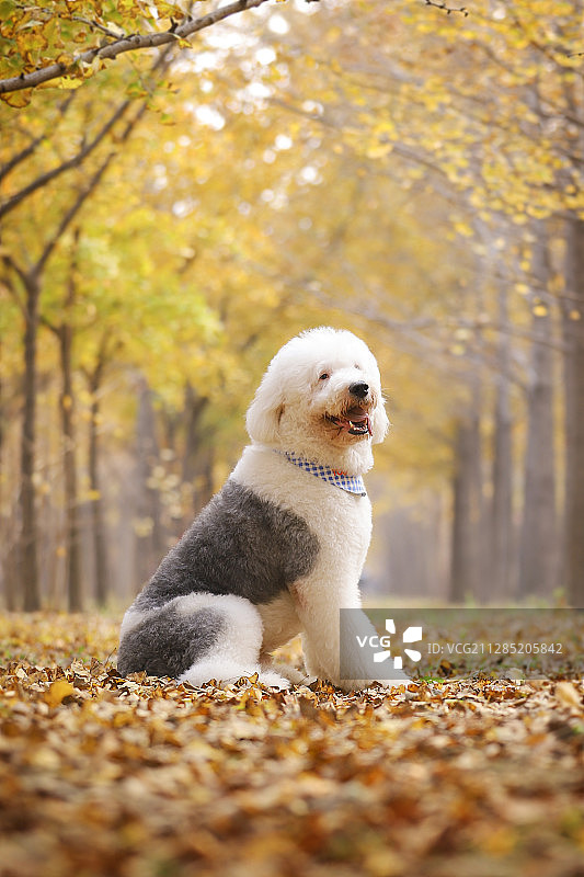 古代牧羊犬狗狗图片素材