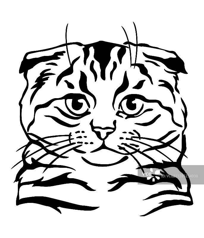 装饰猫肖像6图片素材