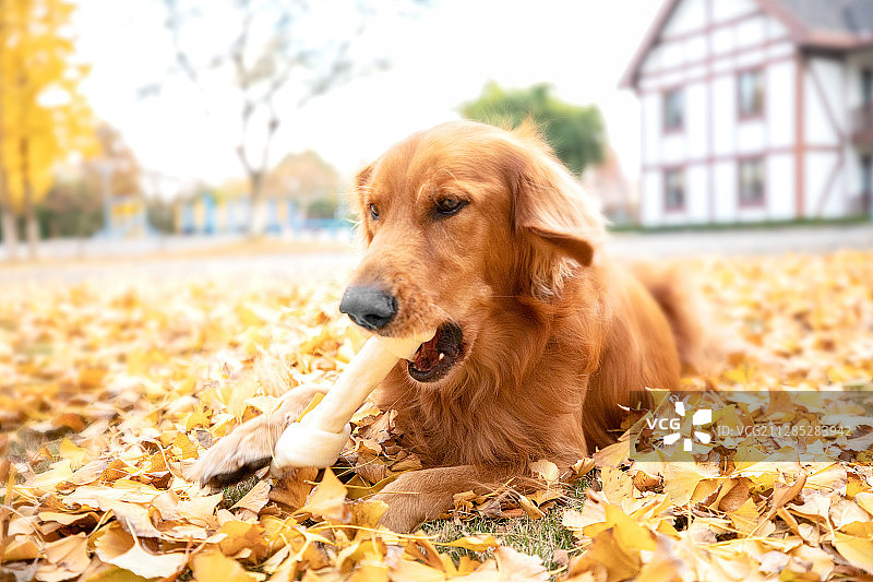 啃咬胶的金毛犬图片素材