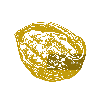 单色手绘风格核桃图片素材