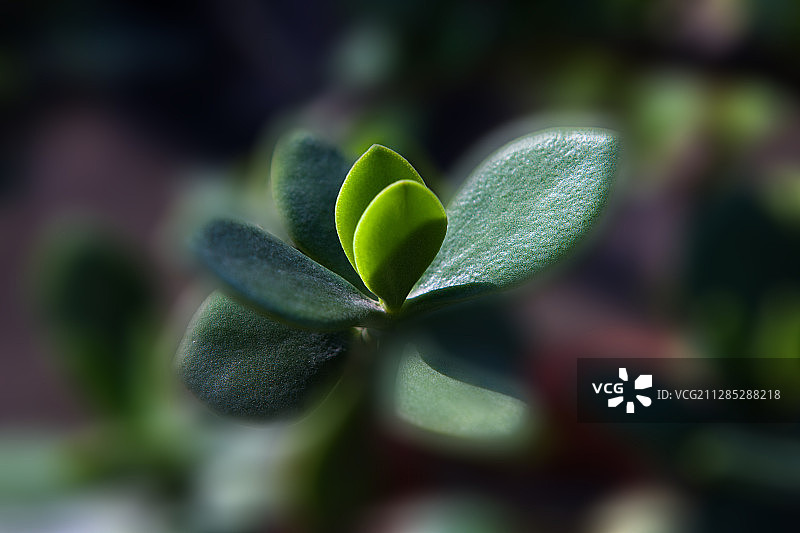 多肉植物图片素材