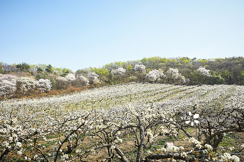 花、梨花、果园、梨树图片素材