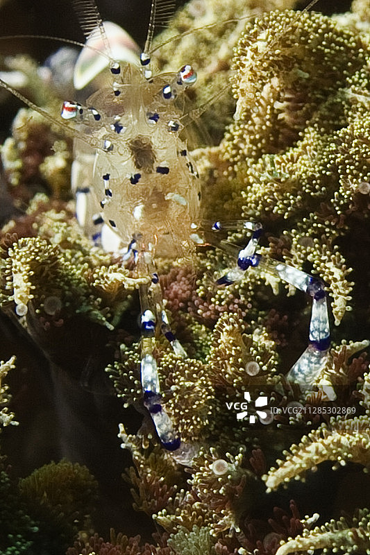 Sarasvati海葵虾特写图片素材