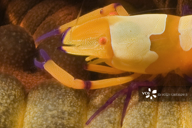 海参上的帝王虾特写图片素材