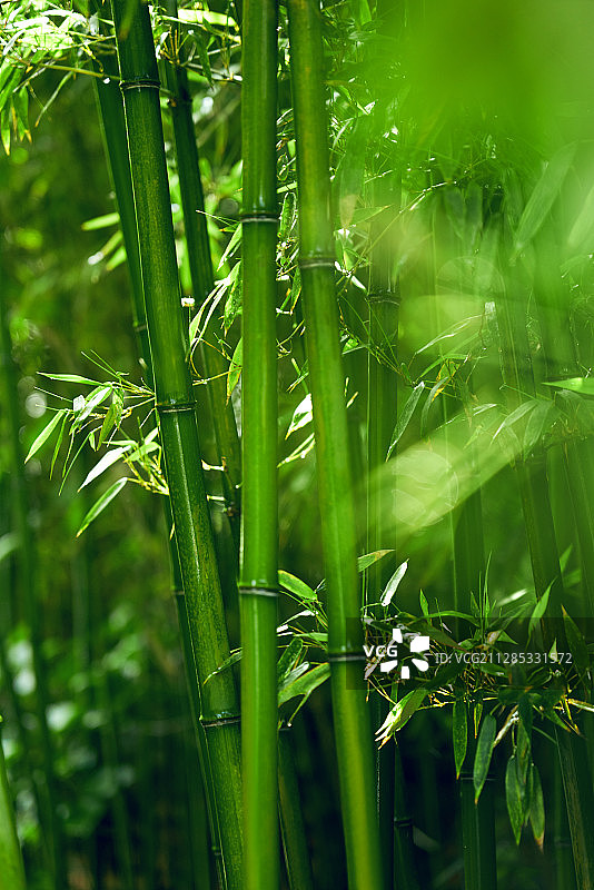 竹子图片素材