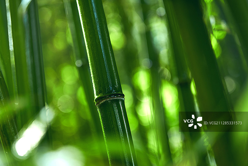 竹子图片素材