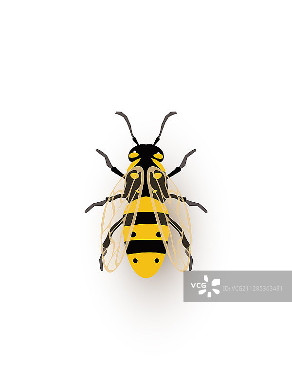 微型扁平蜜蜂昆虫图片素材