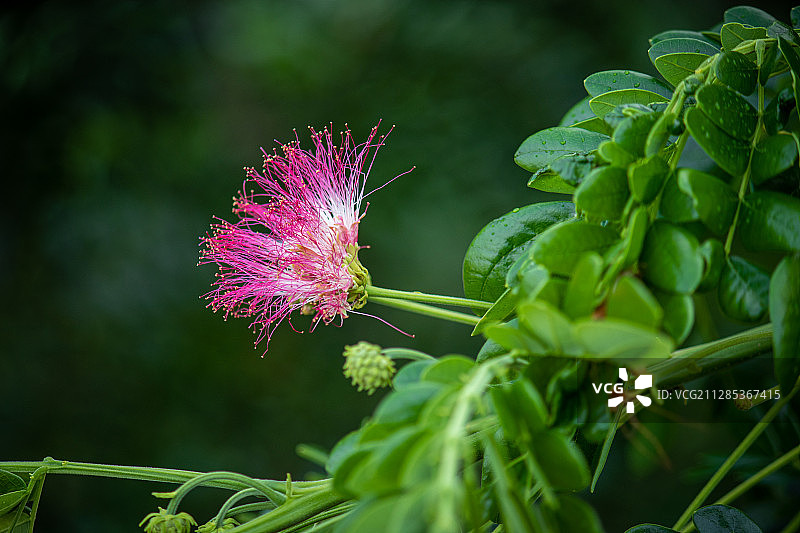 盛开鲜花的特写摄影图片素材