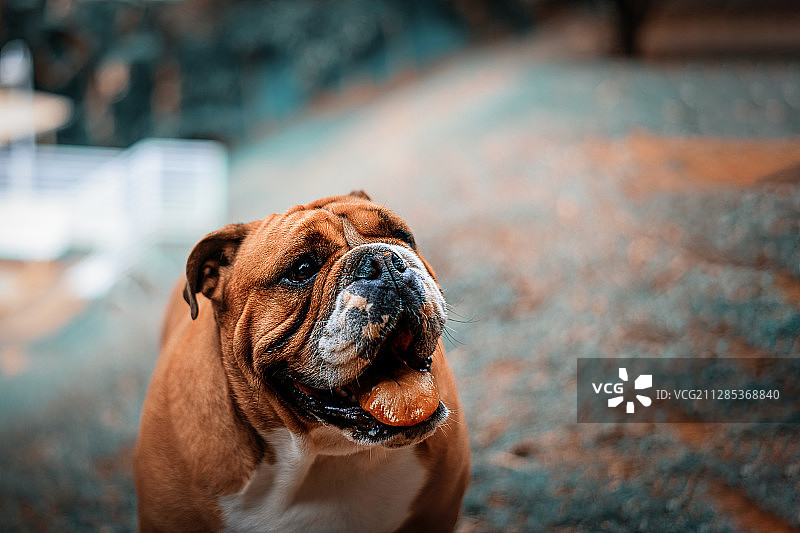 棕色斗牛犬特写，巴西圣保罗州巴鲁埃里图片素材