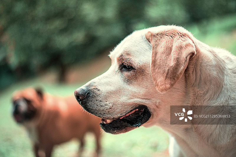 黄色拉布拉多寻回犬和斗牛犬的特写，巴西圣保罗图片素材