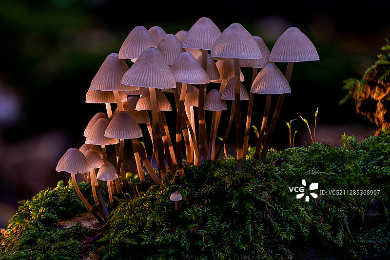 德国多特蒙德青苔上的蘑菇特写图片素材