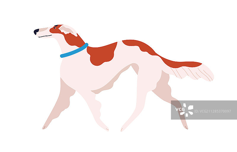 俄罗斯猎犬品种扁平风格设计图片素材