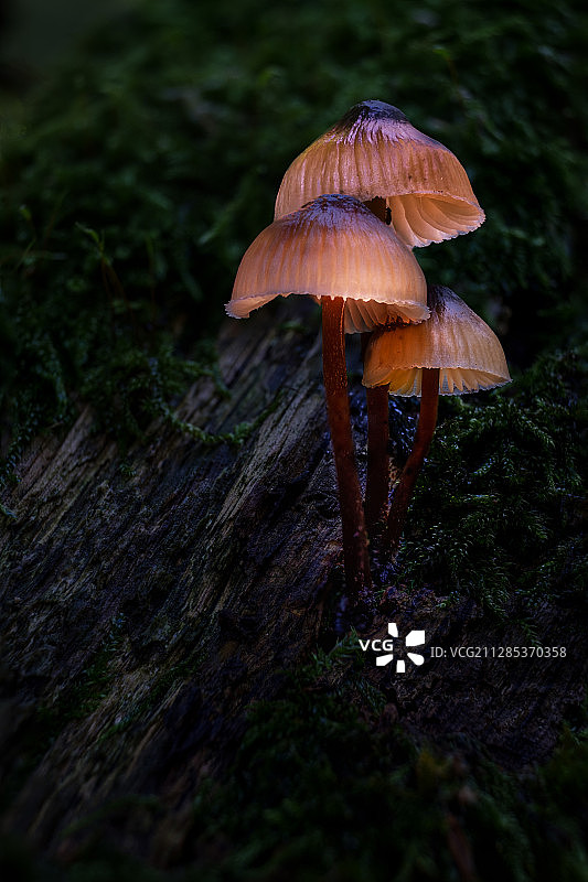 树干上生长的蘑菇特写，德国北莱茵-威斯特法伦州多特蒙德图片素材