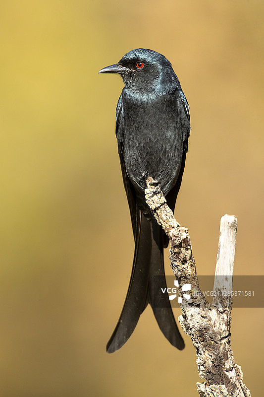 栖息在树枝上的卷尾图片素材