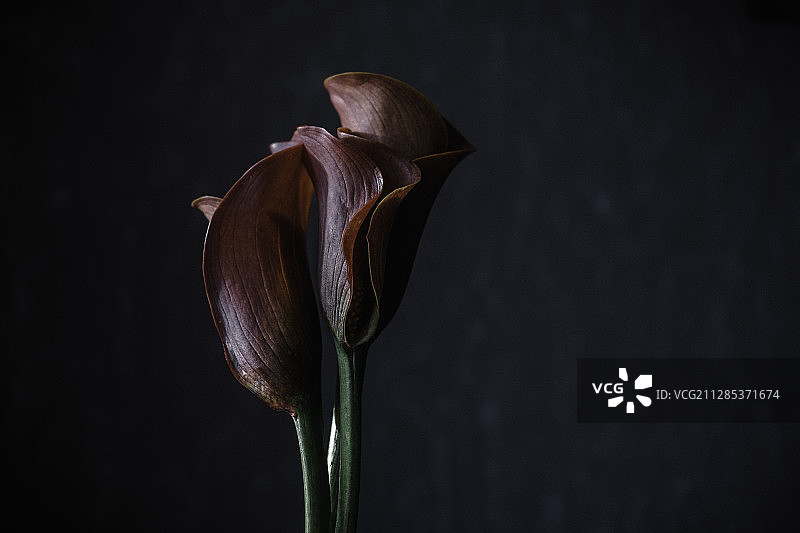 乌克兰基辅的黑 Arum-lily 花特写图片素材