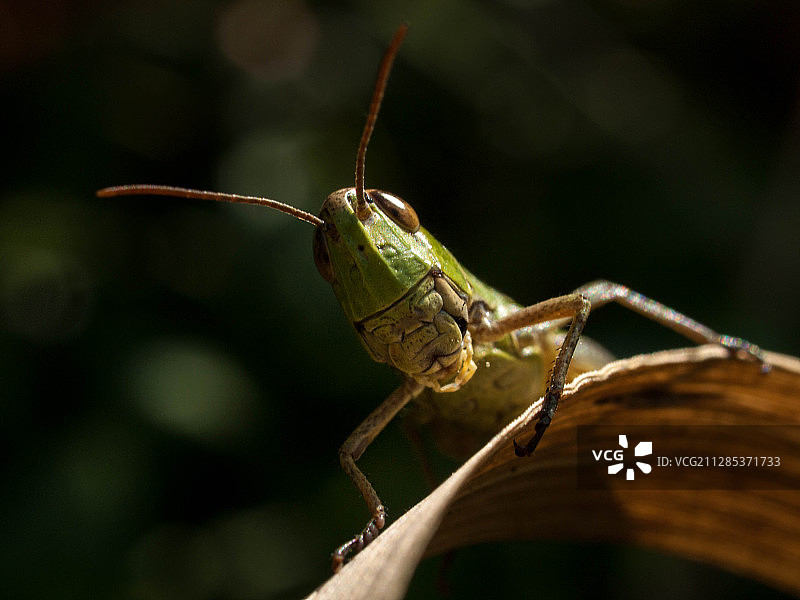 蚱蜢头部特写图片素材