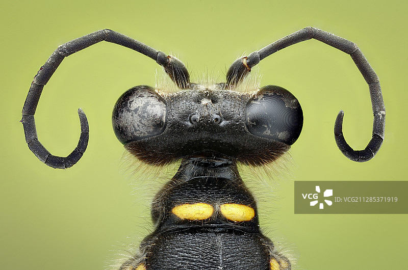 越南胡志明市的昆虫头部特写图片素材