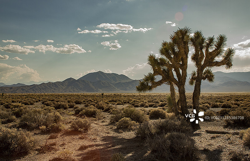 死亡谷国家公园附近的沙漠山脉背景下的单棵约书亚树（短叶丝兰）图片素材