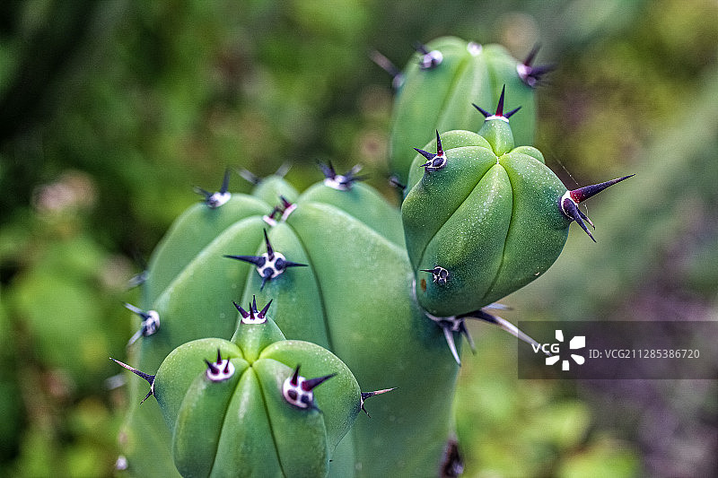 仙人掌特写，墨西哥瓜纳华托州圣米格尔德阿连德图片素材