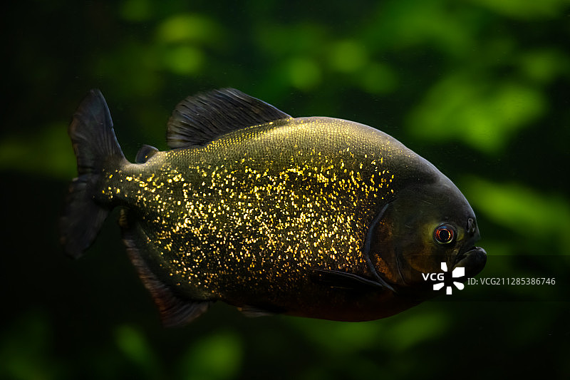 鱼特写，瑞士图片素材