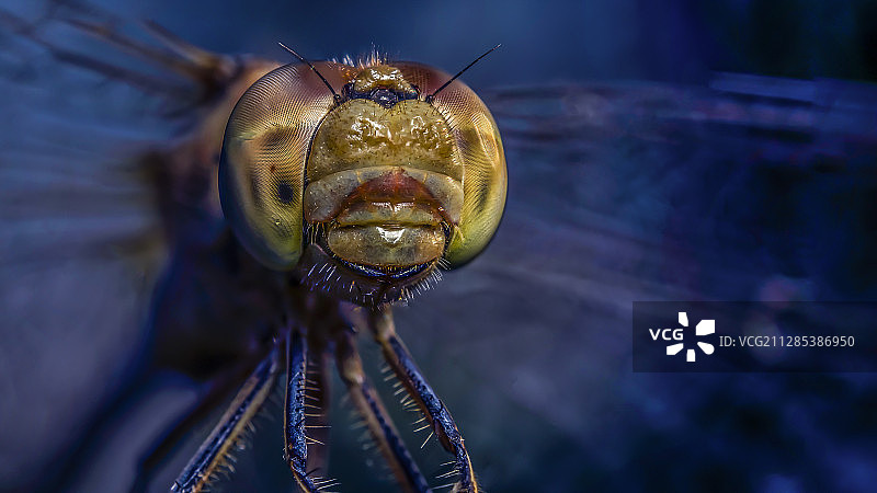 罗马尼亚布加勒斯特蜻蜓头部和眼睛特写图片素材