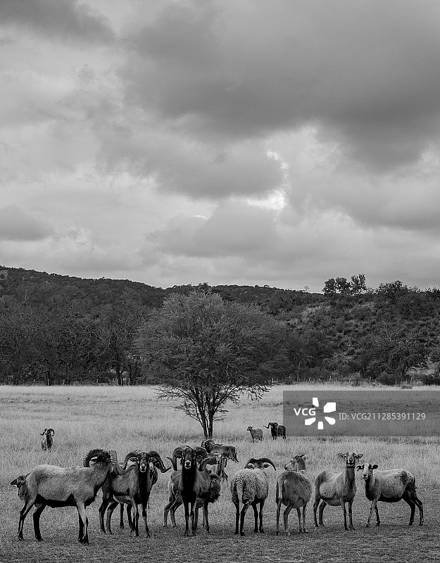 黑白色调的德克萨斯州圣安东尼奥牧场山羊群图片素材