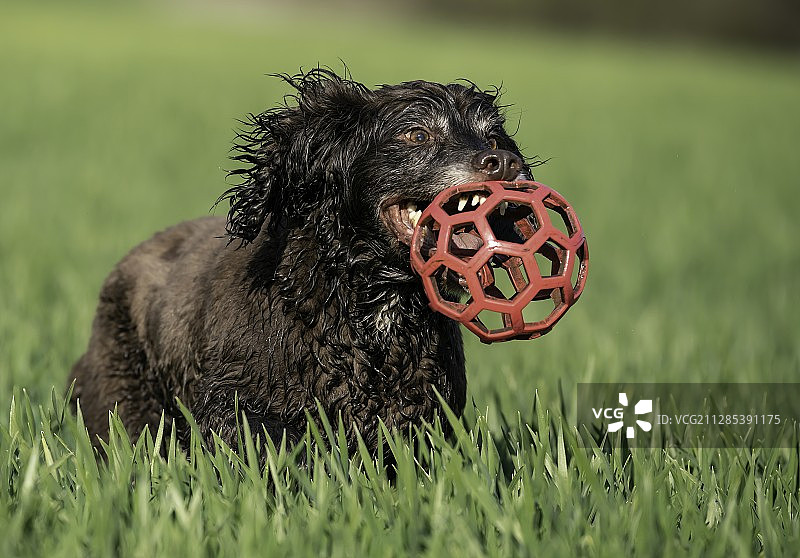 英国达勒姆郡，可卡犬抱着球的特写图片素材