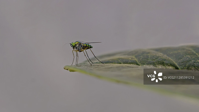 叶子上长腿蝇特写（绳属于长足虻科），印度马哈拉施特拉邦派坦图片素材